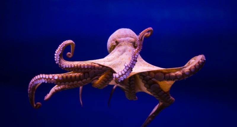 Japanese octopus killed