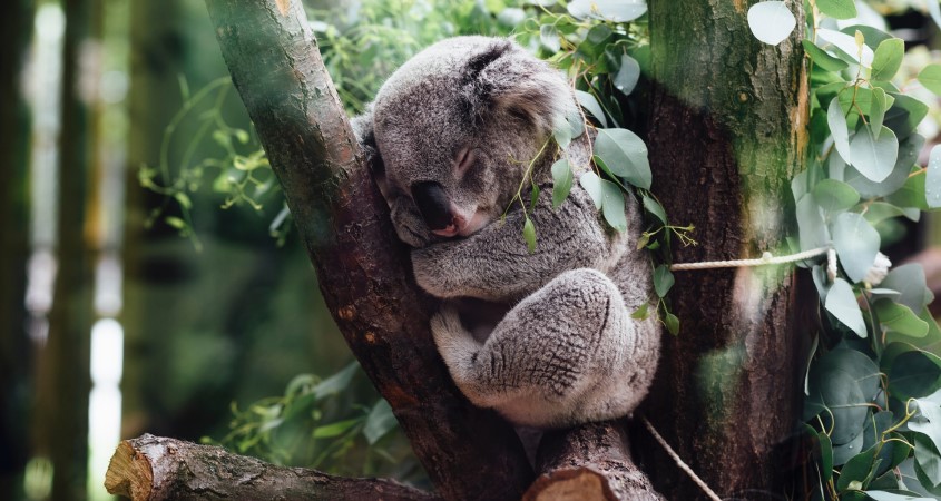 Australia Under the Spell of Mysterious Death of 16 Koalas